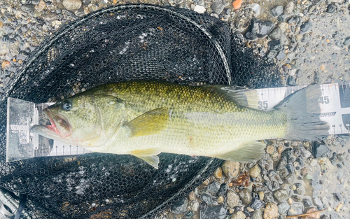 ブラックバスの釣果