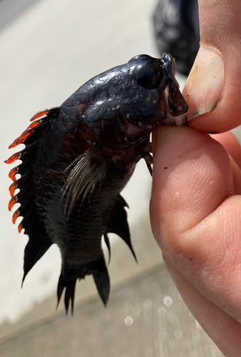 キンギョの釣果