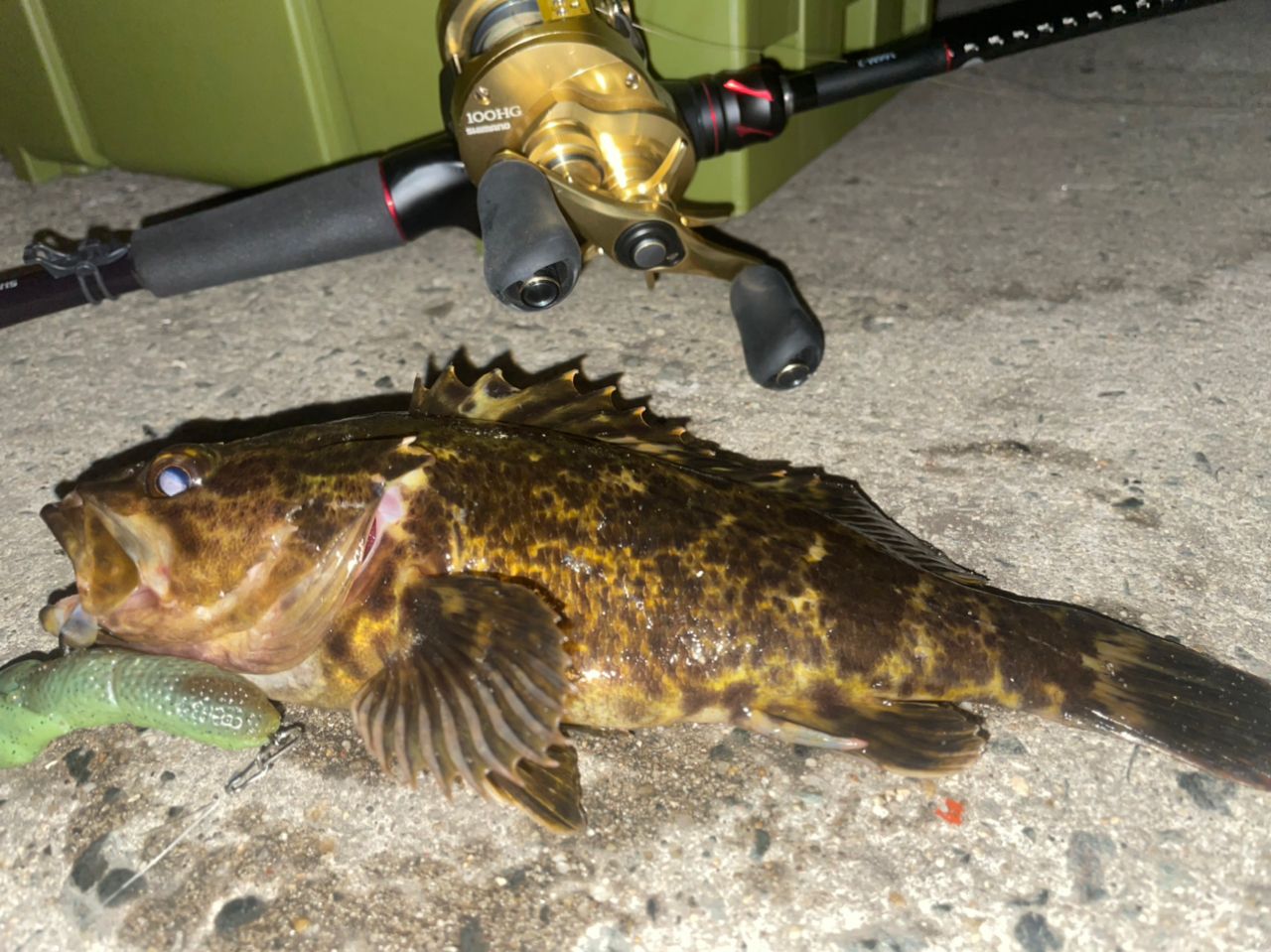 タケノコメバル