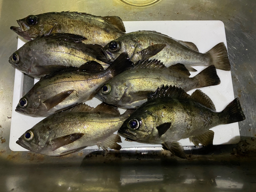 クロメバルの釣果