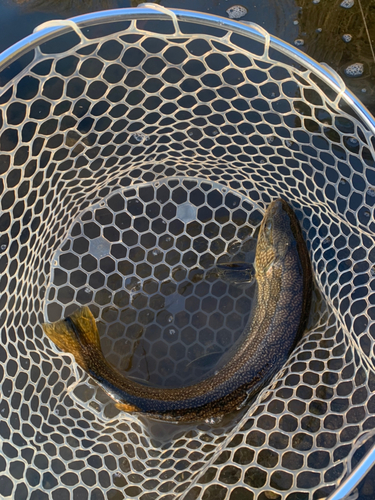 イワナの釣果