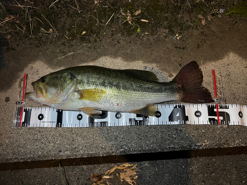 ブラックバスの釣果