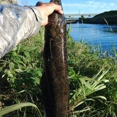 ライギョの釣果