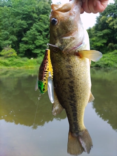 ブラックバスの釣果