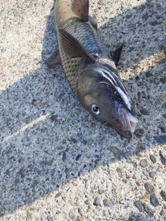 ニゴイの釣果