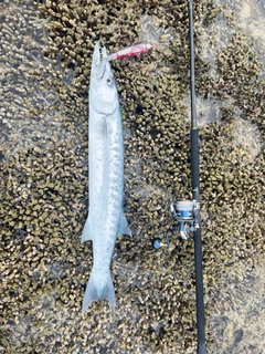 オニカマスの釣果