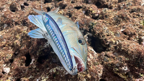 アオチビキの釣果