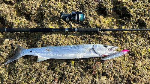 オニカマスの釣果