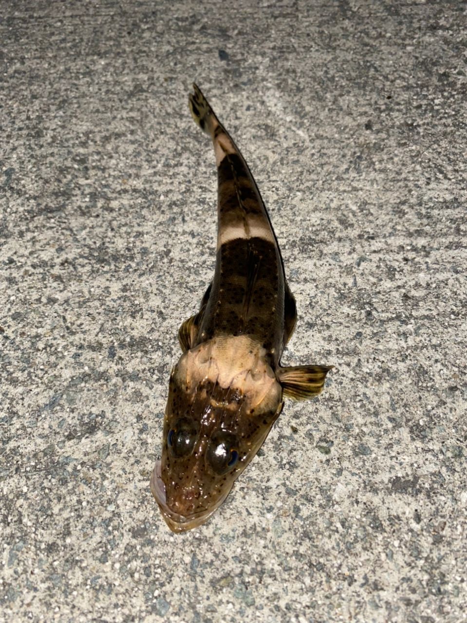 ワニゴチ