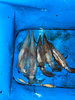 イカの釣果
