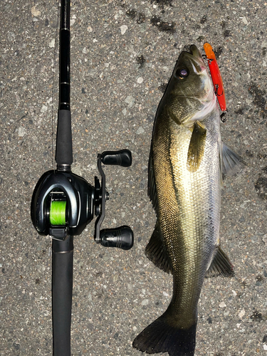 シーバスの釣果