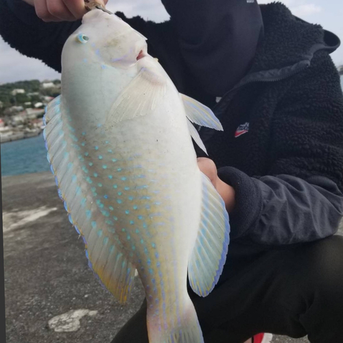 マクブの釣果