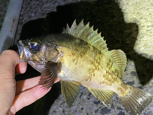 メバルの釣果