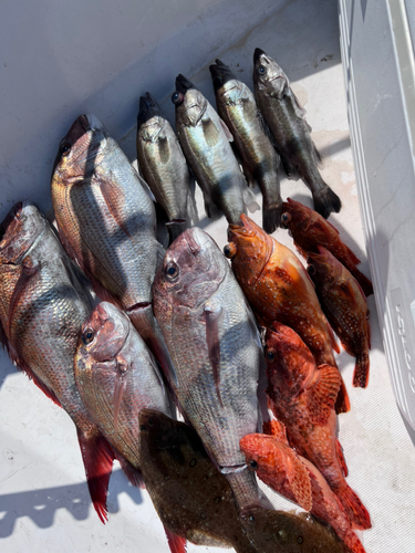 マダイの釣果