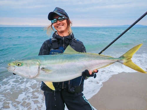 ブリの釣果