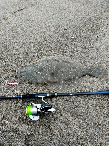 ヒラメの釣果