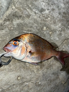 タイの釣果