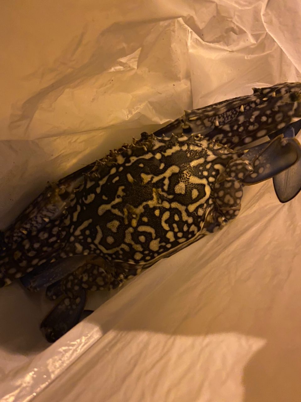 タイワンガザミ