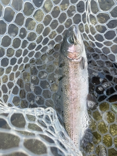 ニジマスの釣果