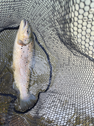 ブラウントラウトの釣果