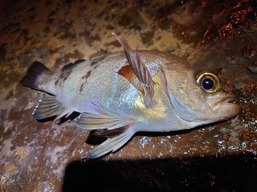 シロメバルの釣果