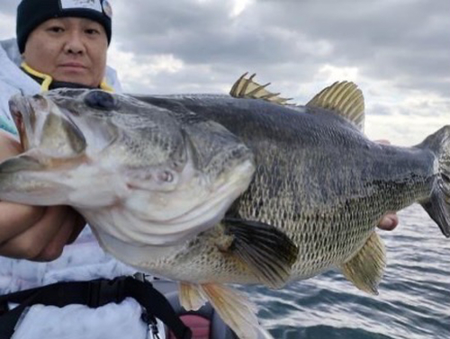 ブラックバスの釣果