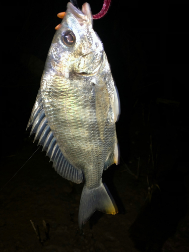 キビレの釣果