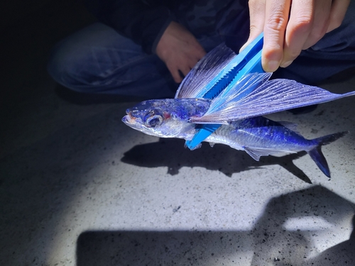 トビウオの釣果