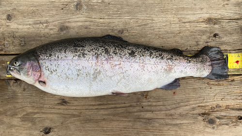 スチールヘッドの釣果