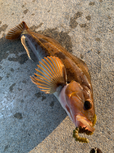 アイナメの釣果