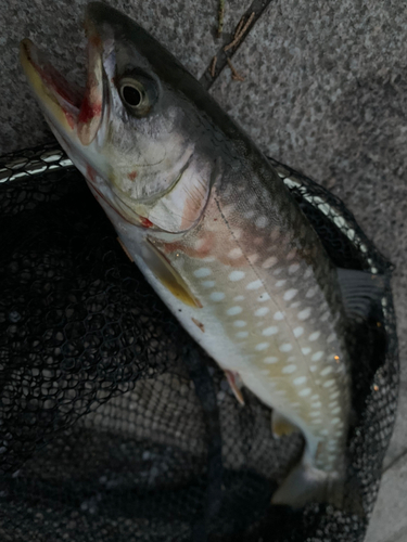 アメマスの釣果