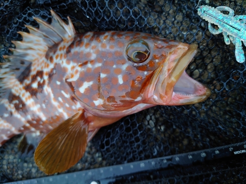 キジハタの釣果