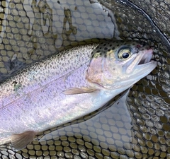 ニジマスの釣果