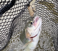 ニジマスの釣果