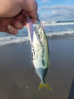 ワカナゴの釣果