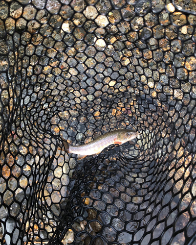 イワナの釣果