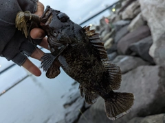 ムラソイの釣果