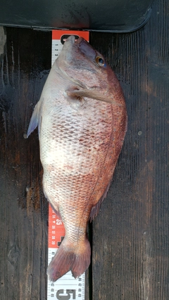 マダイの釣果