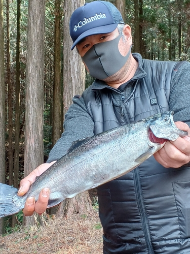 ヤマメの釣果