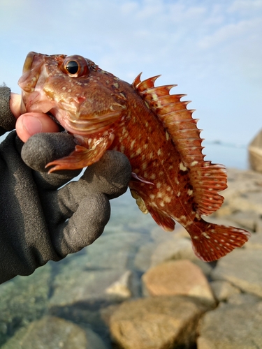 カサゴの釣果