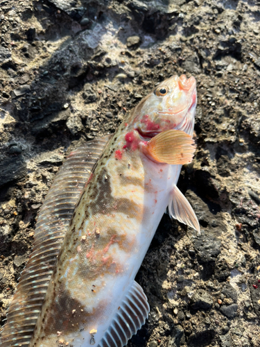 ホッケの釣果