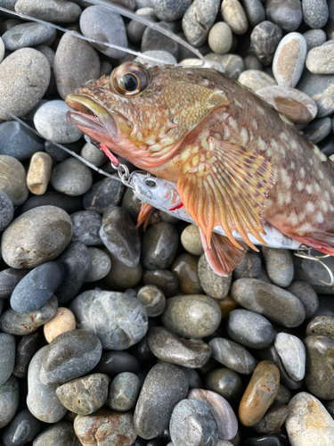 カサゴの釣果