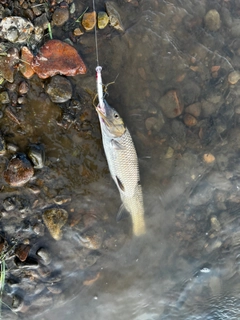 ニゴイの釣果