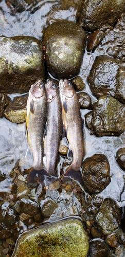 イワナの釣果