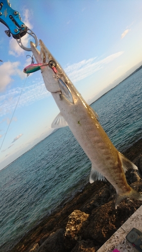 オニカマスの釣果