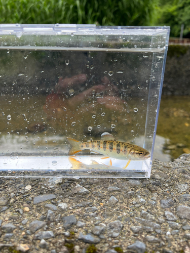 アマゴの釣果