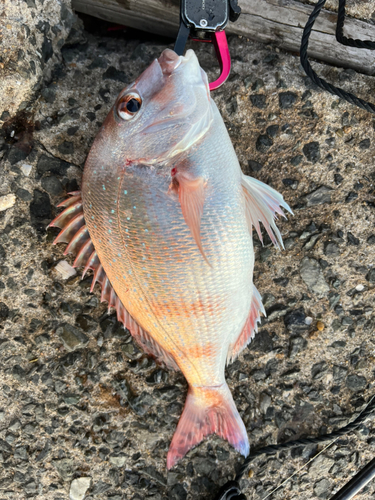 マダイの釣果