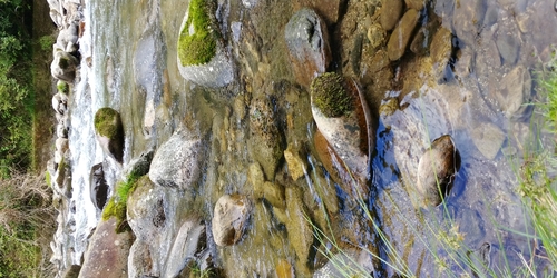 イワナの釣果