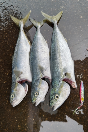 イナダの釣果