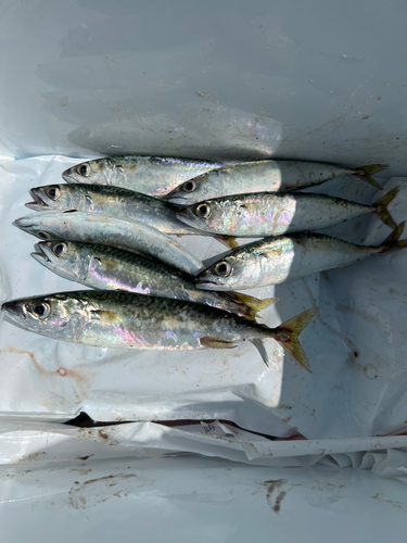 サバの釣果